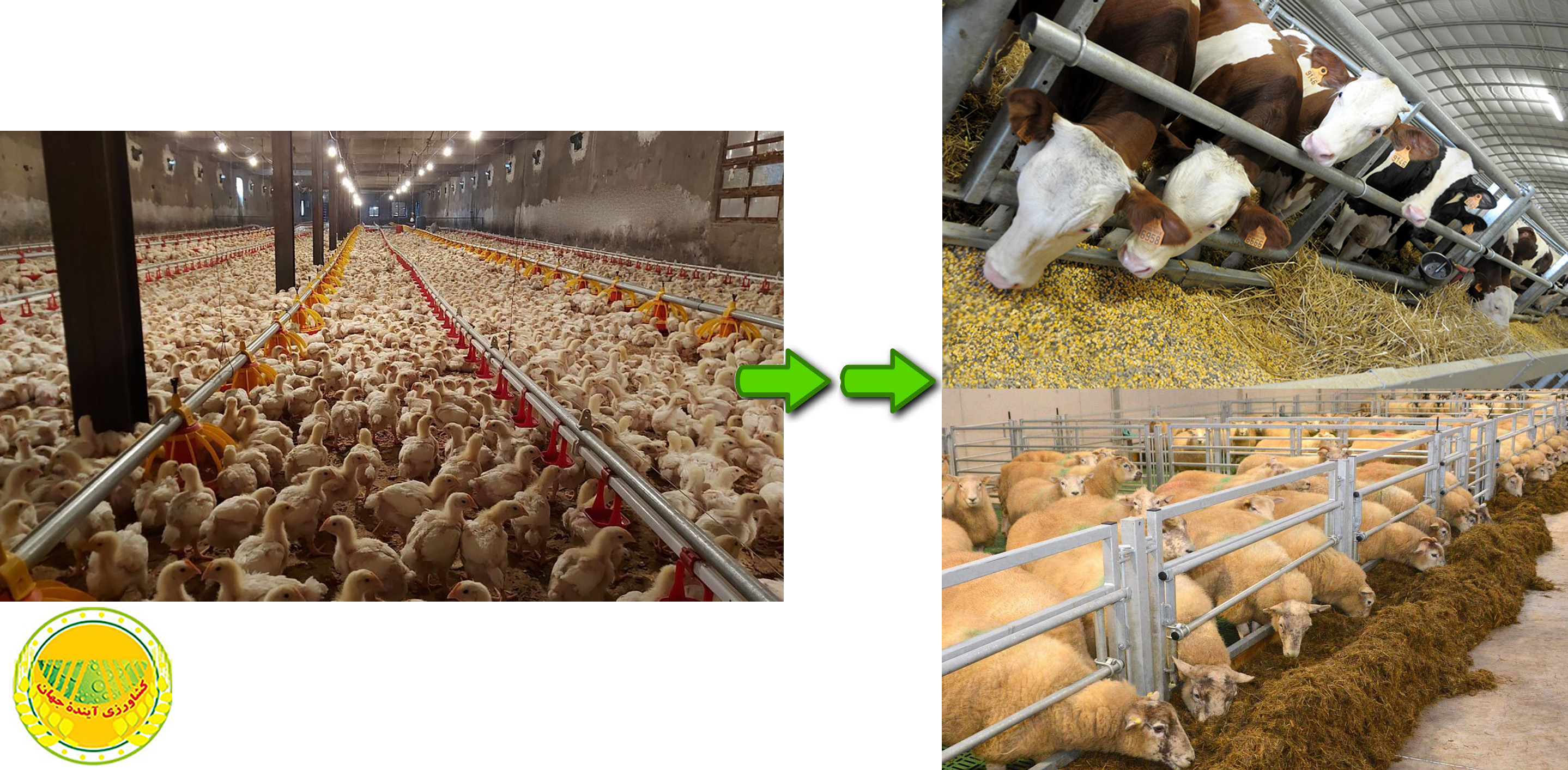اخبار کشاورزی:  مدیریت موفق کلان کشاورزی با مشارکت فعال تشکل‌ها و اتحادیه‌ها در تولید و بازار‌رسانی گوشت مرغ،  الگویی نیک آزموده برای بازسازی زنجیره تولید گوشت قرمز