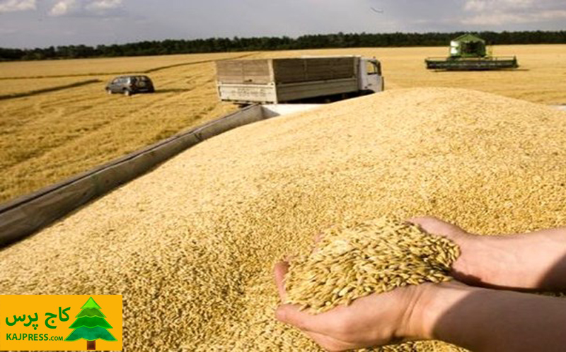 اخبار کشاورزی: نیاز به واردات 5 میلیون تن گندم در سال جاری