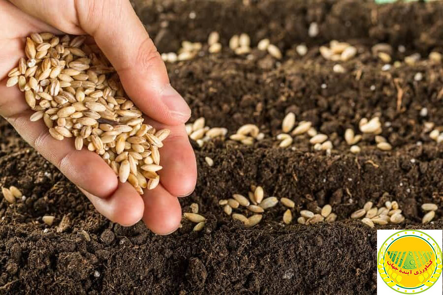 KAJ PRESS: Distribution of 390.000 tons of modified wheat seeds amongst the farmers. 